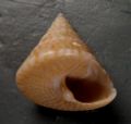 Calliostoma laugieri spongiarum